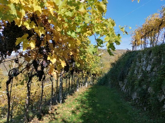 Vigneti tratto Purano - San Rocco