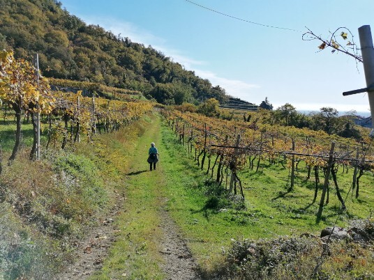 tratto Purano San Rocco Vigneti