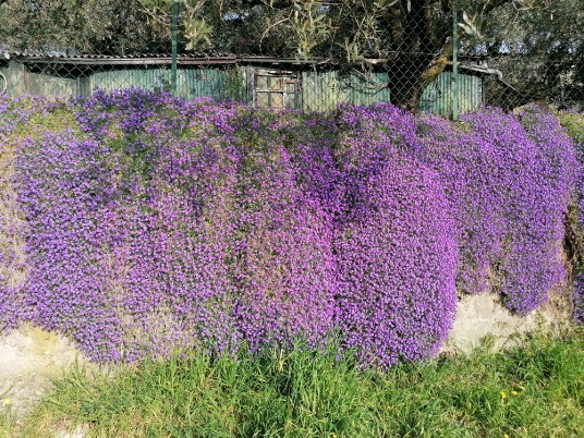 muretto con eccezionale fioritura Vigolo