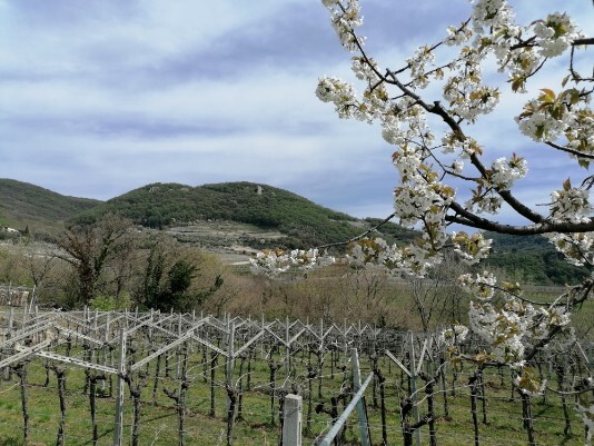 Sengia Sbusa e ciliegio in fiore