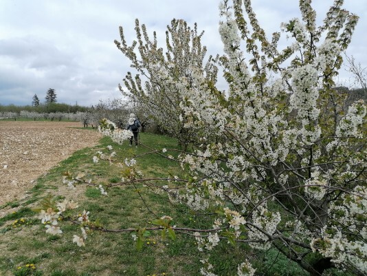 Ciliegi in Fiore Mazzano - Fiamene -Saline