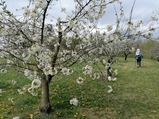 Ciliegi in Fiore Mazzano - Fiamene -Saline