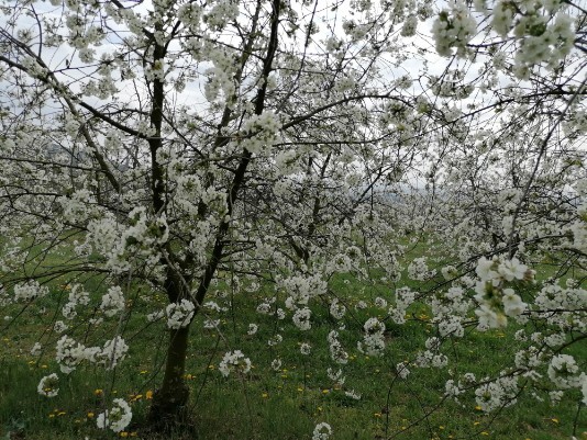 Ciliegi in Fiore Mazzano - Fiamene -Saline