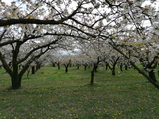 Ciliegi in fiore Mazzano Menola Fiamene