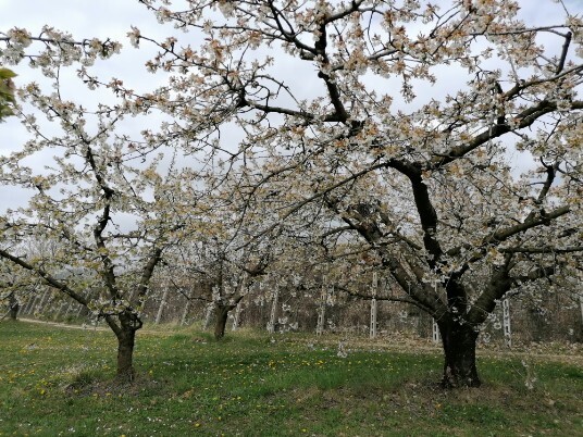 Ciliegi in fiore Mazzano Menola Fiamene