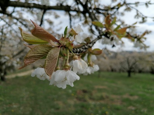 Fioritura ciliegi Saline