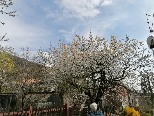 Ciliegi in fiore Mazzano Menola Fiamene