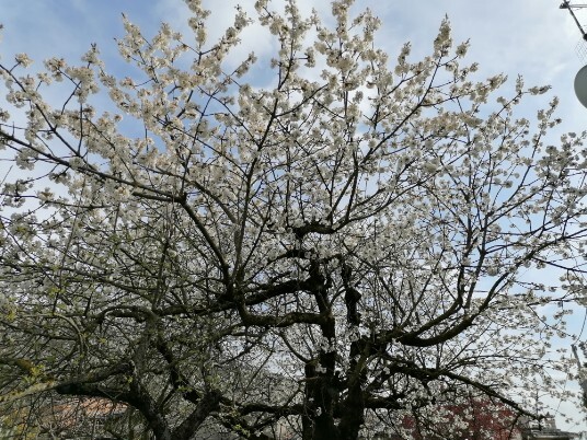 Ciliegi in fiore Mazzano Menola Fiamene