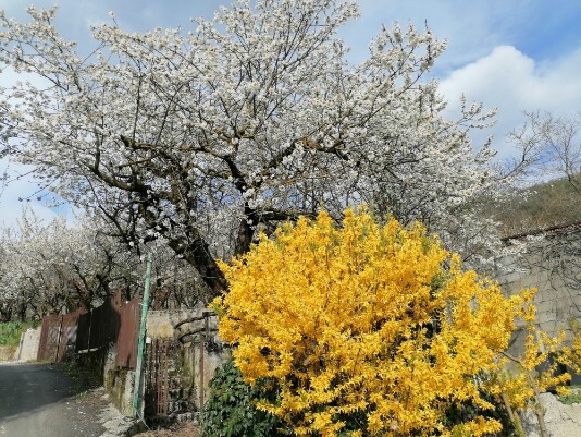 Fioritura Ciliegi in fiore Mazzano Menola Fiamene