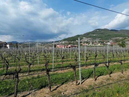 Vigneti cantina Benedetti la Villa