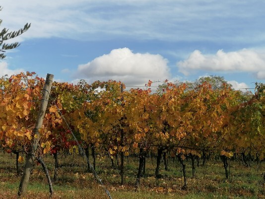 Vigneti colori in autunno a Bure