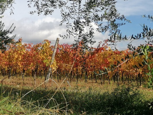 Vigneti colori autunno a Bure