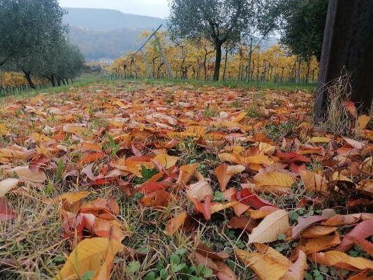 autunno sentiero Villa Romana