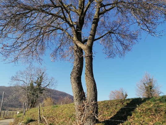 alberi Lumini dintorni