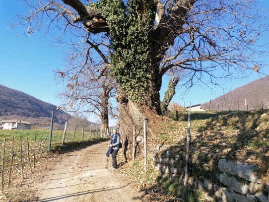 castagno secolare a Lumini