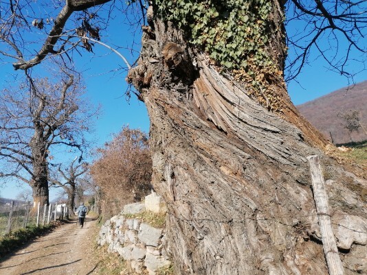 particolare del tronco del castagno secolare