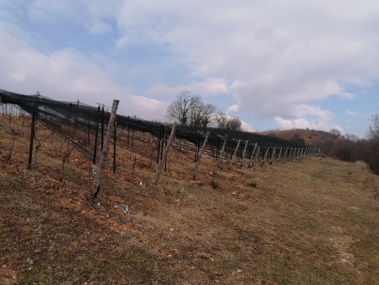 tratto uscita percorso trincee Monte Cimo Vigneti