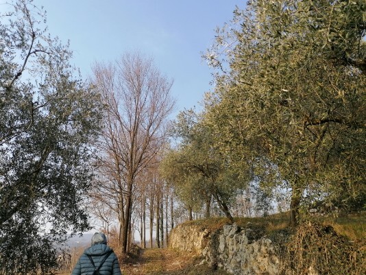 Stradina a sinistra Muri a secco Ulivi e vigneti