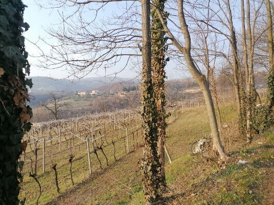 Stradina a sinistra Muri a secco Ulivi e vigneti