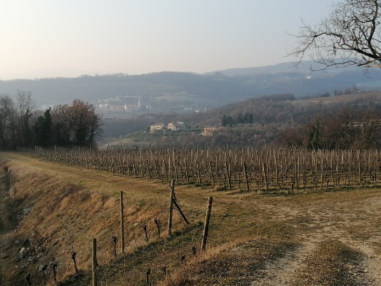 vigneti discesa verso Villa gazzola