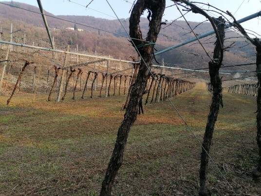 Vigneti strada per Villa Gazzola