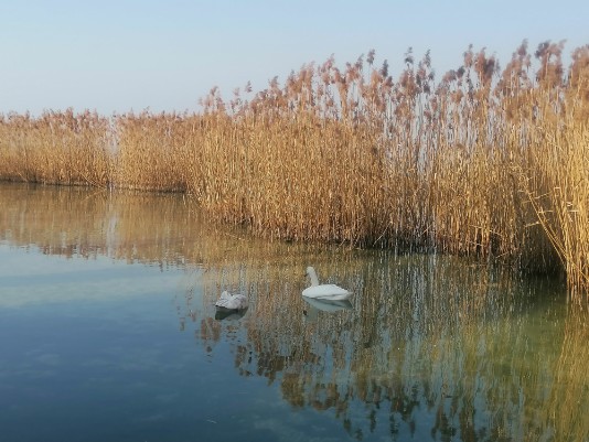 Lungolago Peschiera - cappuccini-Bergamini