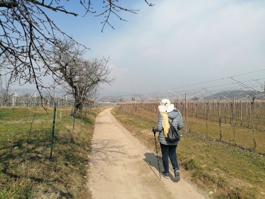 stradina sterrata in mezzo ai vigneti per Ca' dell'Ebreo 