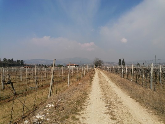 stradina sterrata in mezzo ai vigneti per Ca' dell'Ebreo 