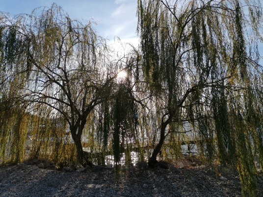 tramonti e alberi e riflessi luce